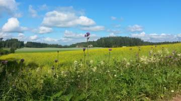 JUHANNUKSEN AUKIOLOAJAT